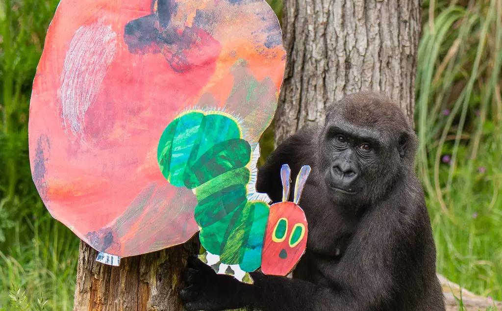 Gorilla with Very Hungry Caterpillar themed enrichment 