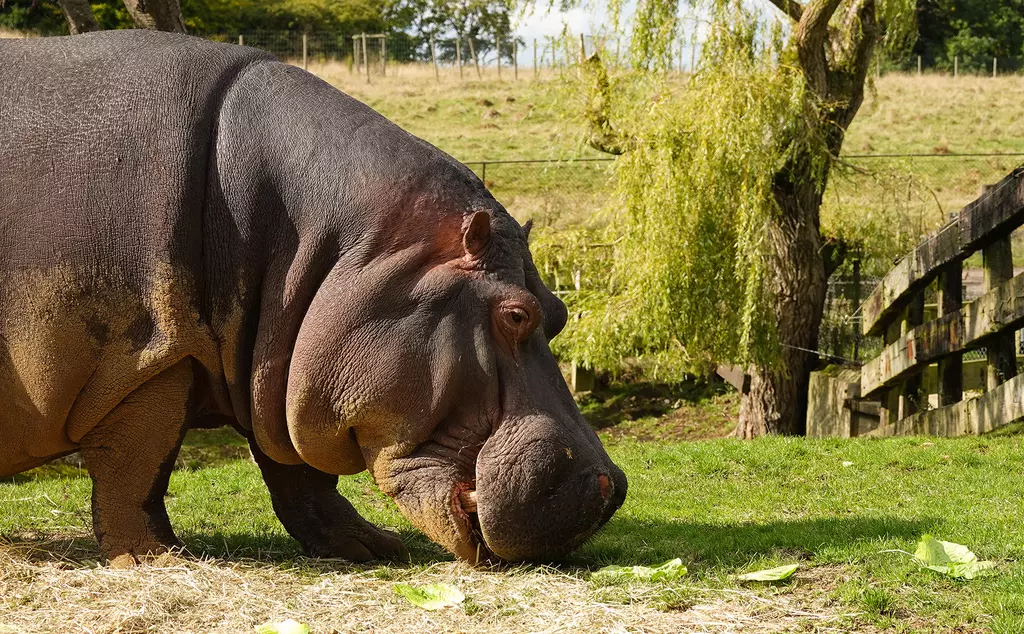 Common hippo Hoover at Whipsnade Zoo