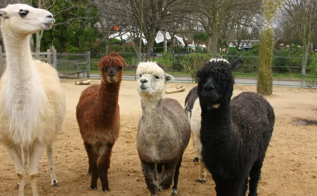 Three alpacas and a llama at London Zoo