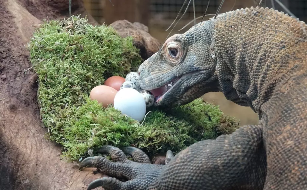 Komodo dragon Ganas enjoys eggs at London Zoo