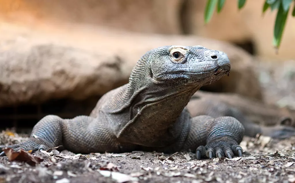 Komodo dragon at London zoo