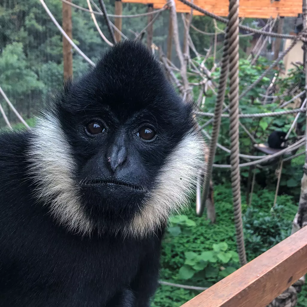 Jimmy the gibbon at London Zoo