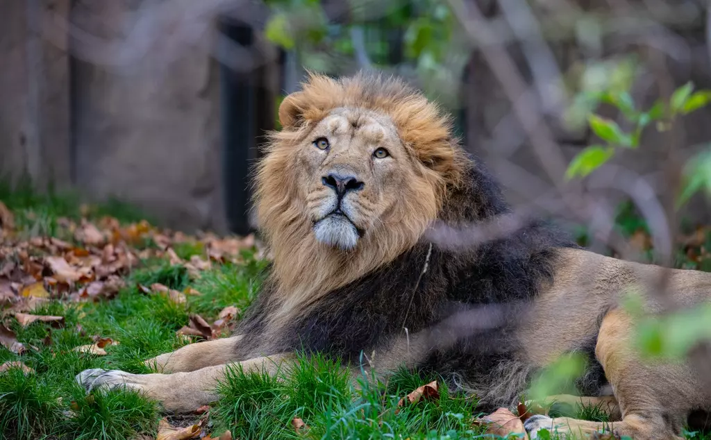 Asiatic lion Bhanu poses surrounded by autumn leaves