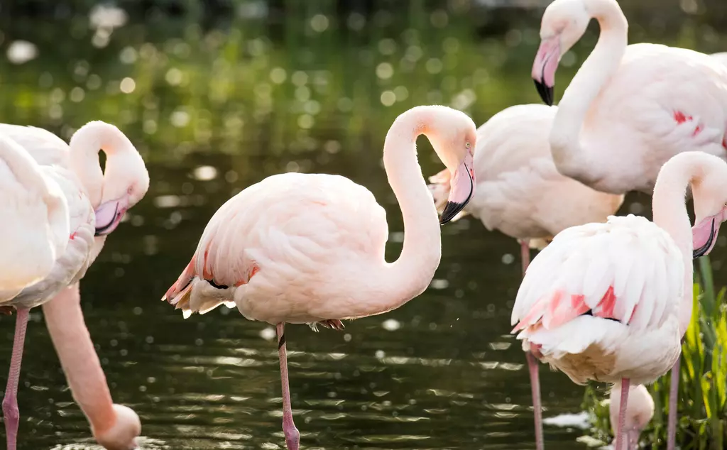 Greater flamingos standing the water in their habitat at London Zoo 