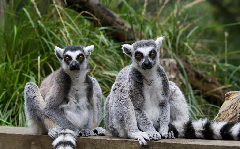 Two lemurs sitting on a wall at London Zoo In with the Lemurs exhibit