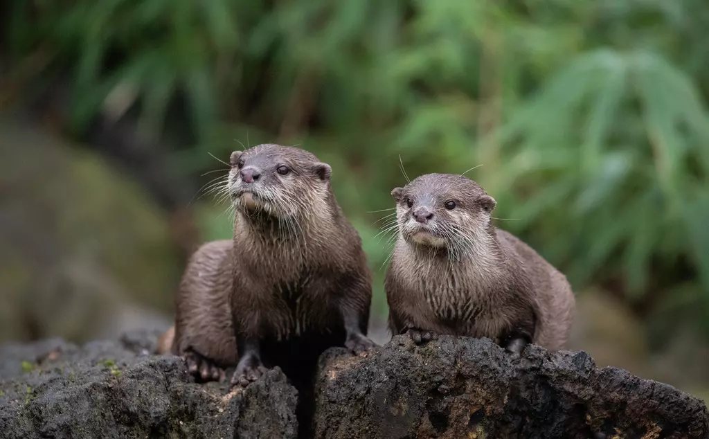 Two Asian short-clawed otters at London Zoo