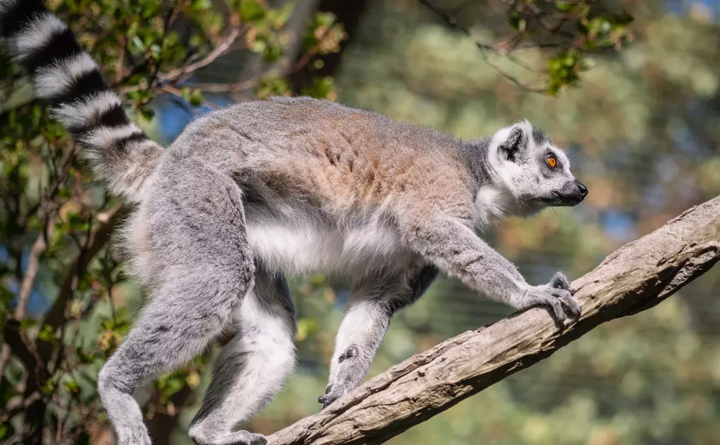 A ring-tailed lemur at London Zoo climbing a branch