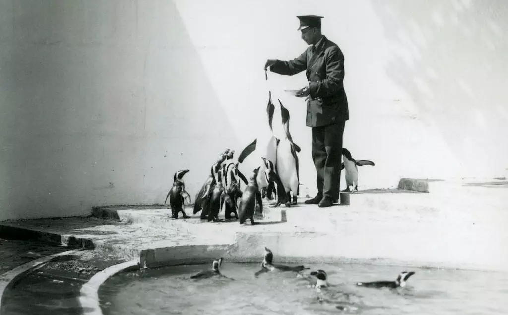 Zookeeper feeding penguins at Lubetkin Penguin Pool