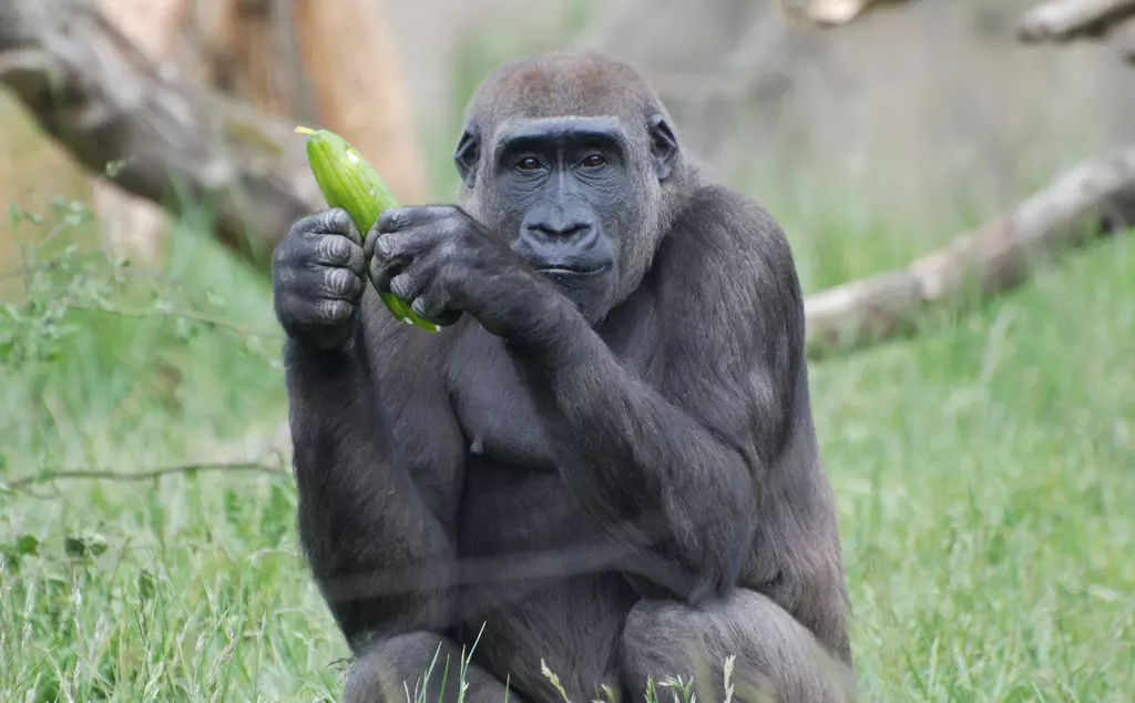 Mjukuu the western lowland gorilla eating at Gorilla kingdom