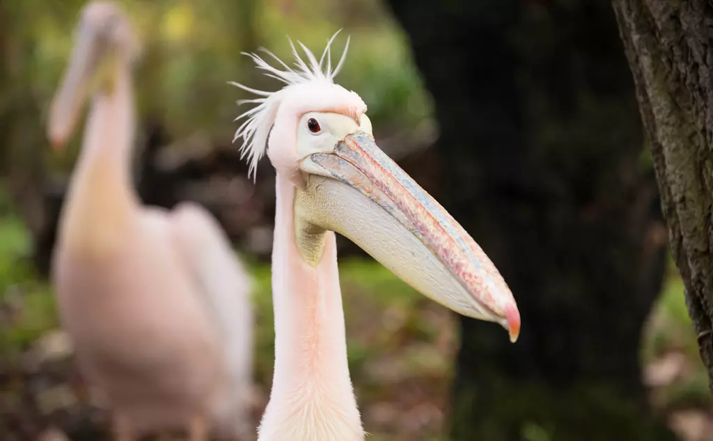 Pelican at London Zoo