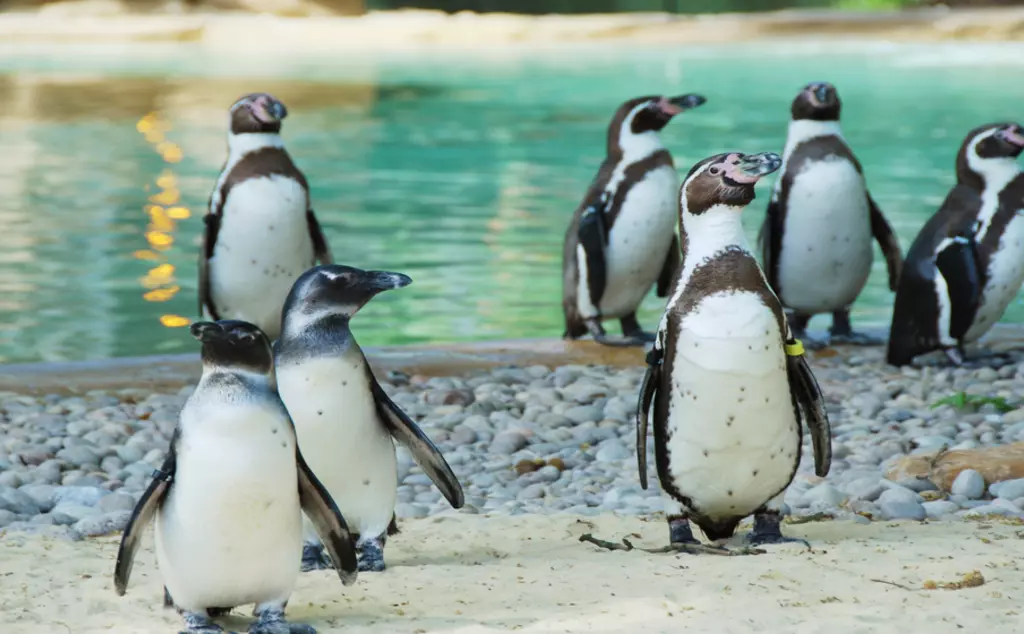 Group of Humboldt penguins at London Zoo 