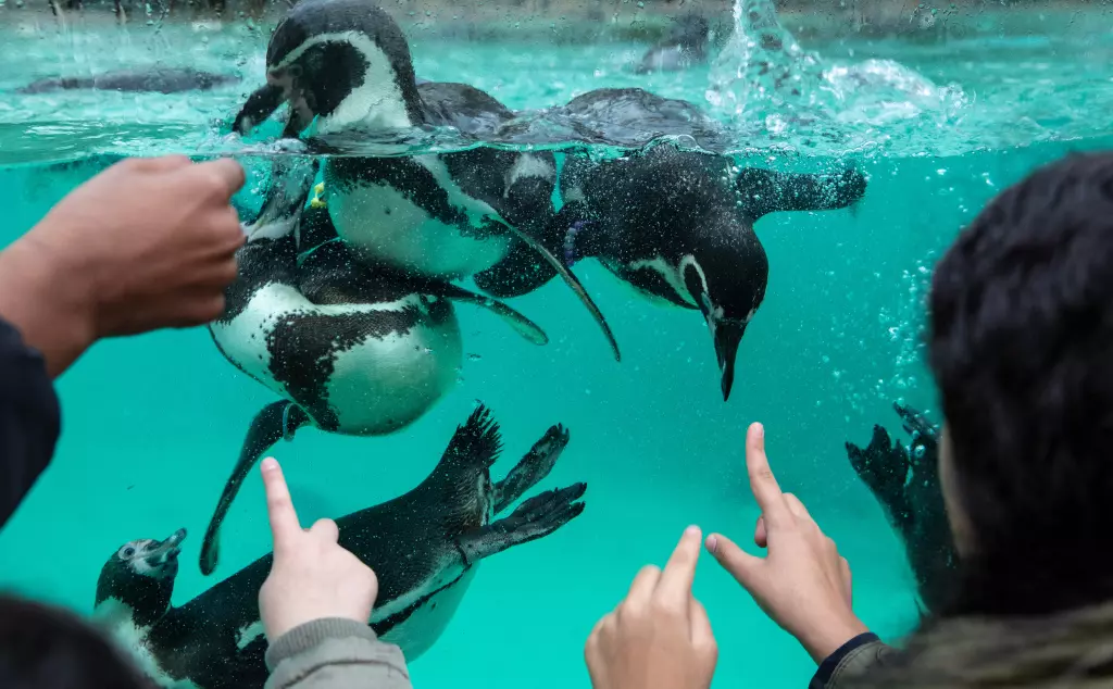 Students pointing at penguins on school trip at London Zoo