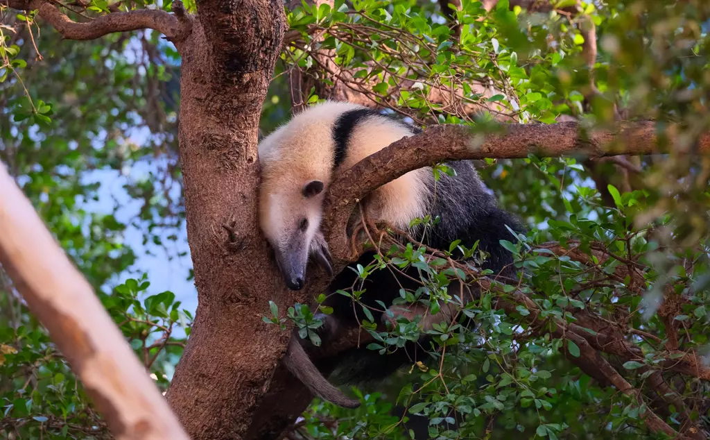 A tamandua sleeping in a tree in London Zoo's Rainforest Life exhibit 