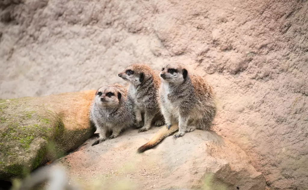 Three meerkats at London Zoo