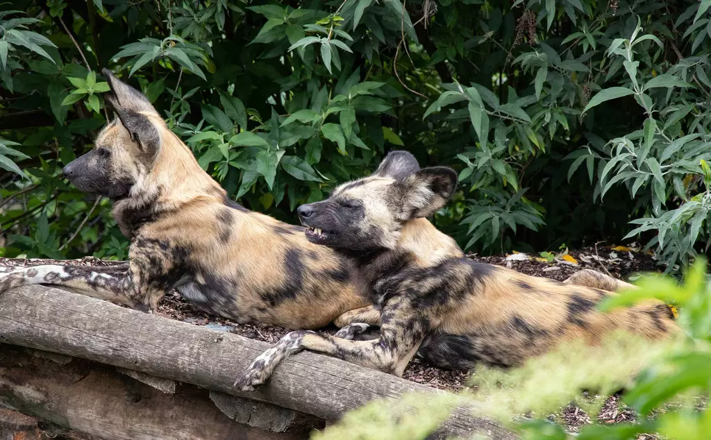 Two African wild dogs sitting at London Zoo