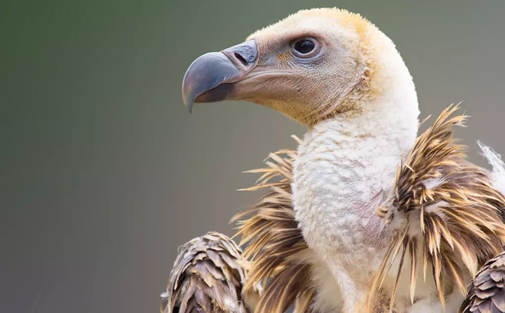 Ruppell's griffon vulture close up