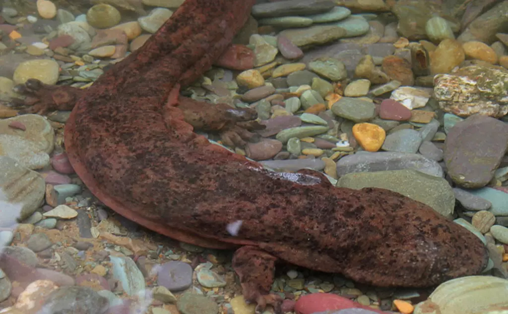 Chinese giant salamander found during ZSL survey work