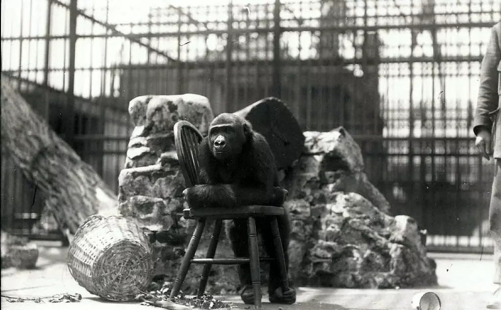 Gorilla, John Daniel II in 1925 at the Round House