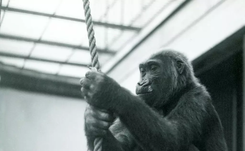 Gorilla sitting on a pole while holding a rope with both hands. 