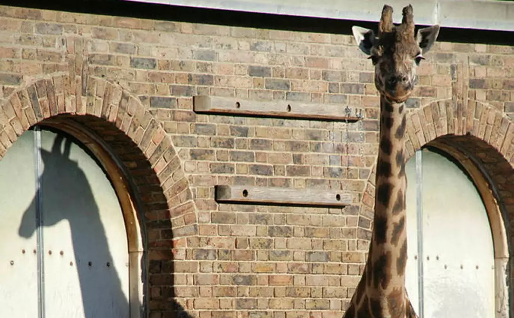 Giraffe at London Zoo outside of giraffe house