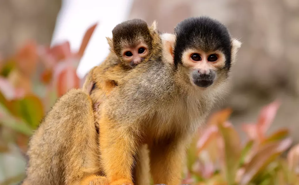 Squirrel monkey baby at London Zoo