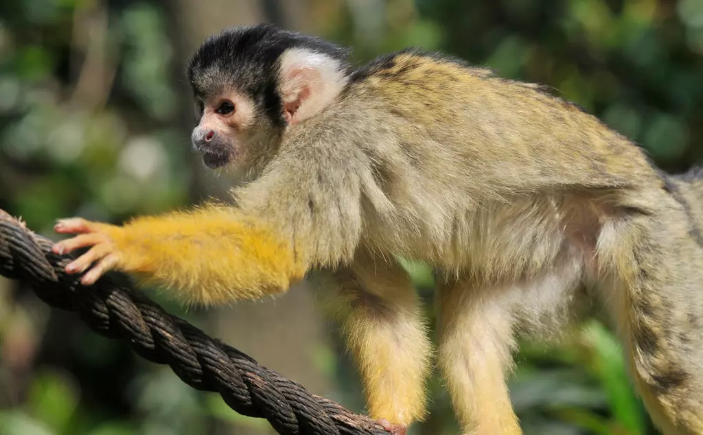 Squirrel monkey at London Zoo