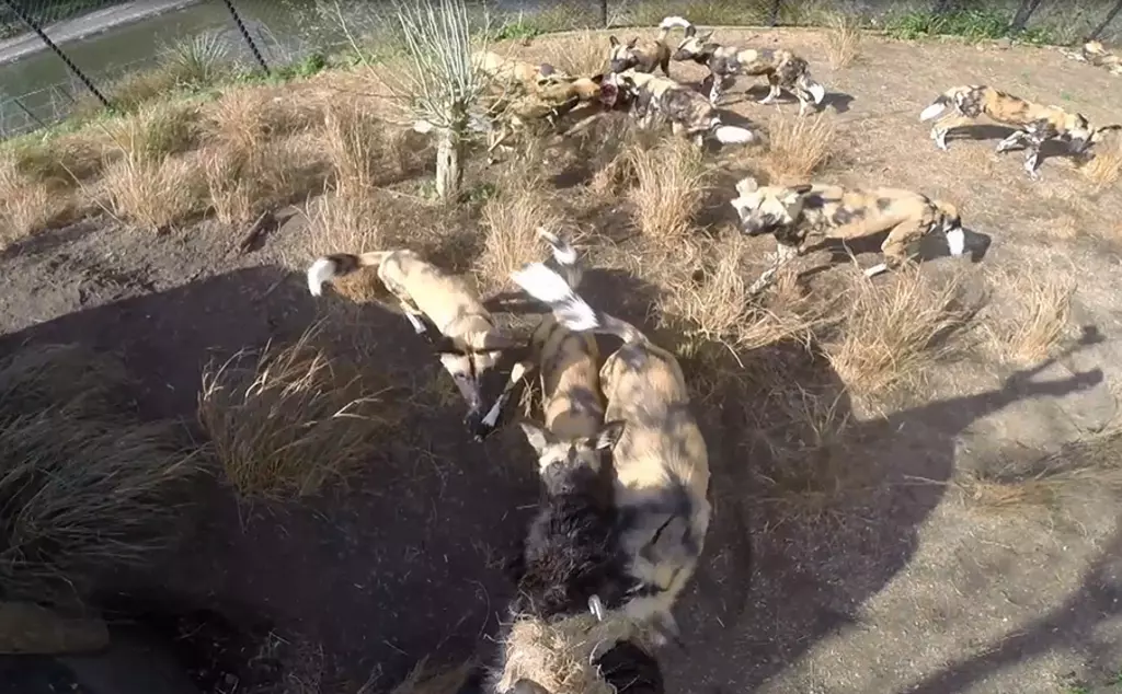 African wild dogs at London Zoo 