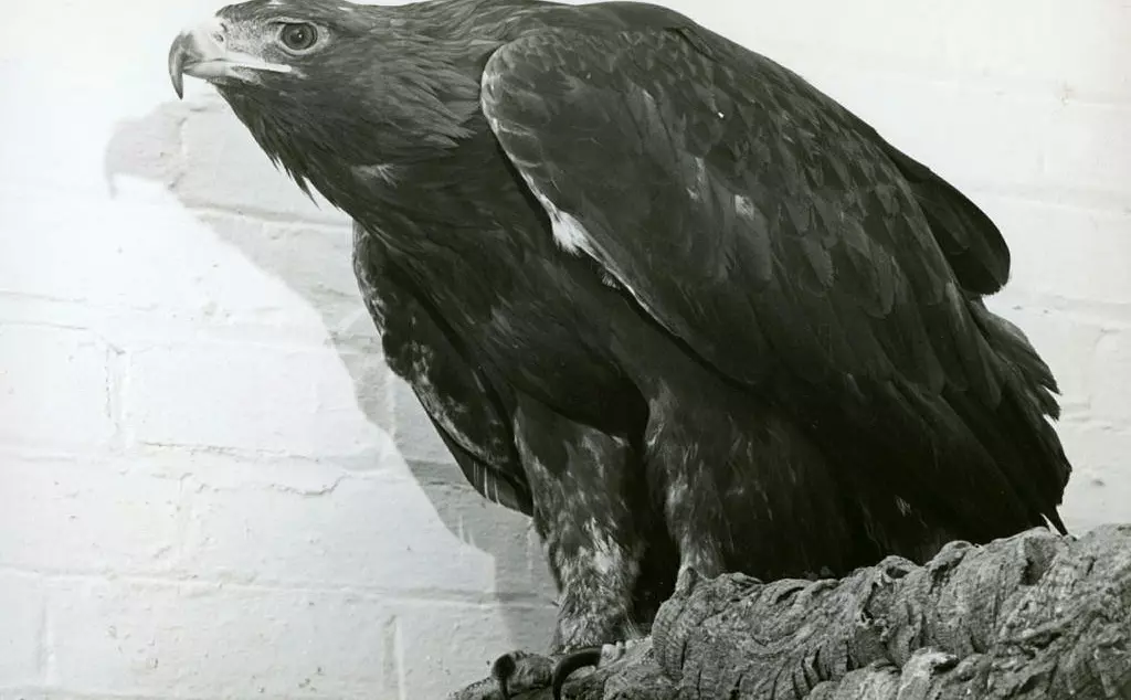 Golden eagle, Goldie, famous escapee at London Zoo