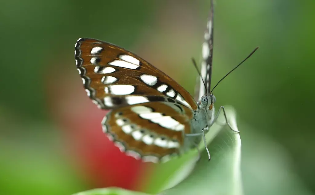 Butterfly close up showing body, legs, wings and antennae 