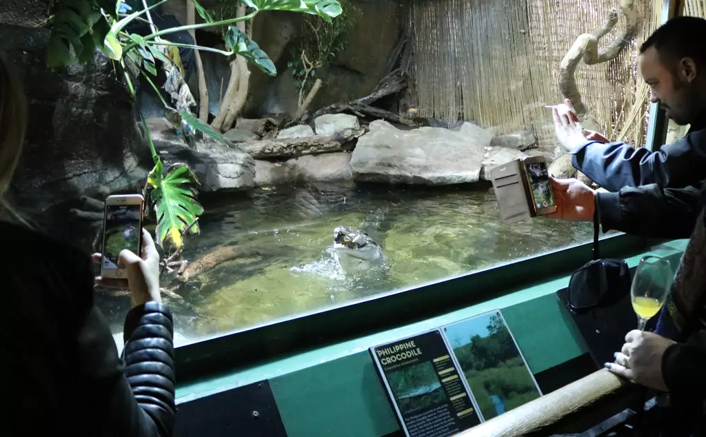 Crocodile Feeding at Reptile House in London Zoo
