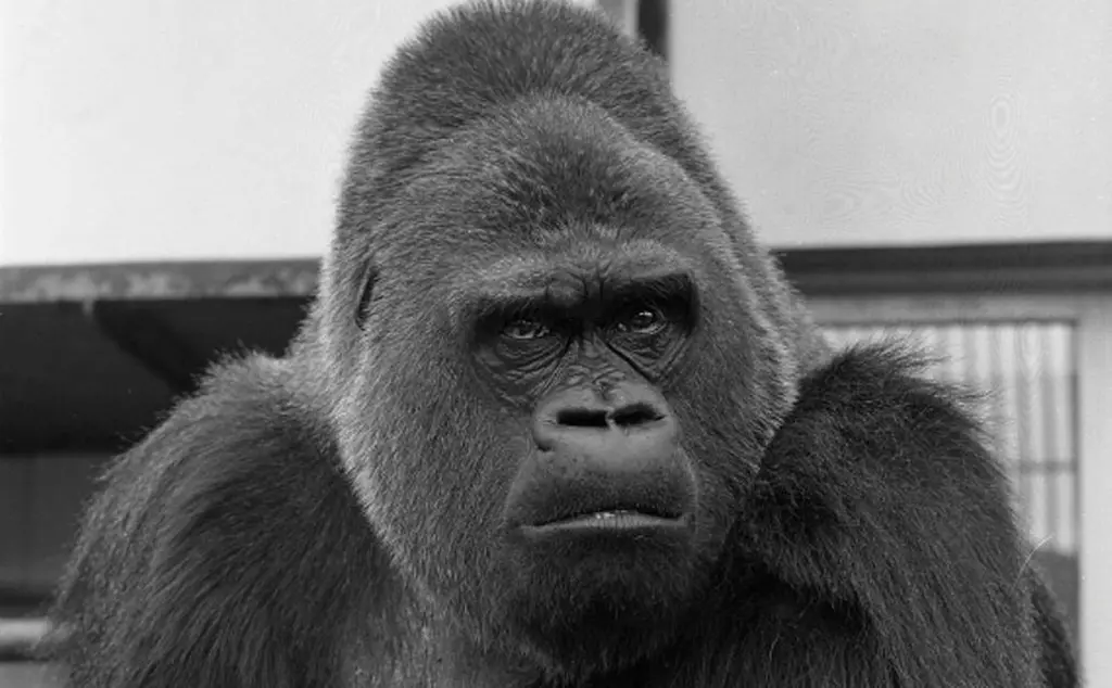 Guy the Gorilla in 1970