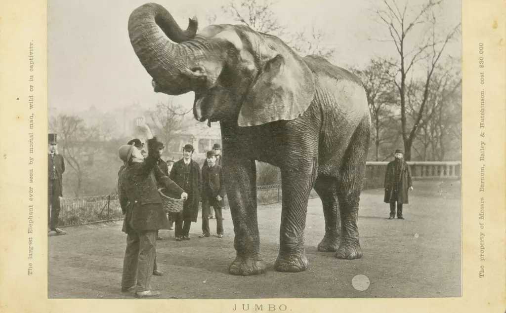 Jumbo the elephant at London Zoo
