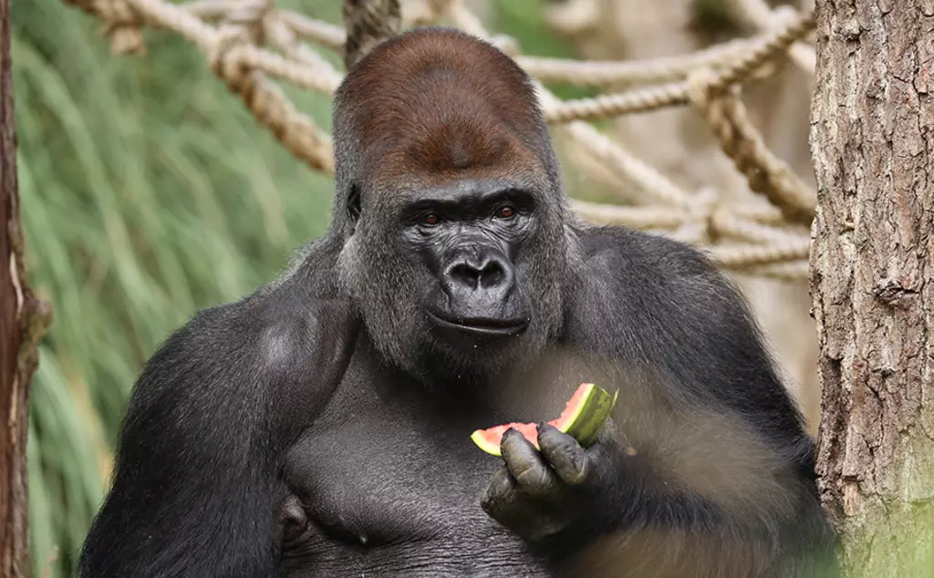 Kumbuka the gorilla at London Zoo