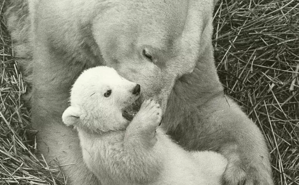 Pipaluk the first polar bear born at London Zoo