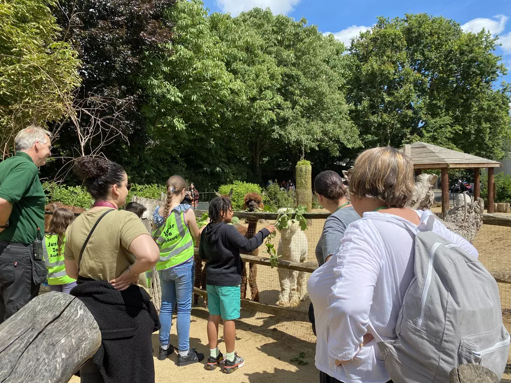 Primary Caring for Animals Course - Students feeding alpaca