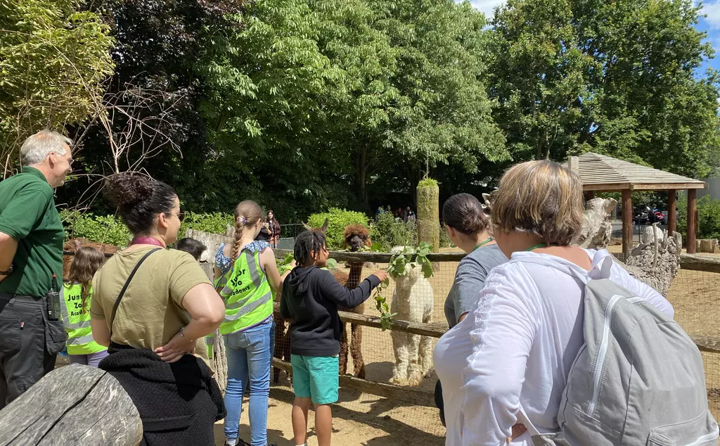 Primary Caring for Animals Course - Students feeding alpaca
