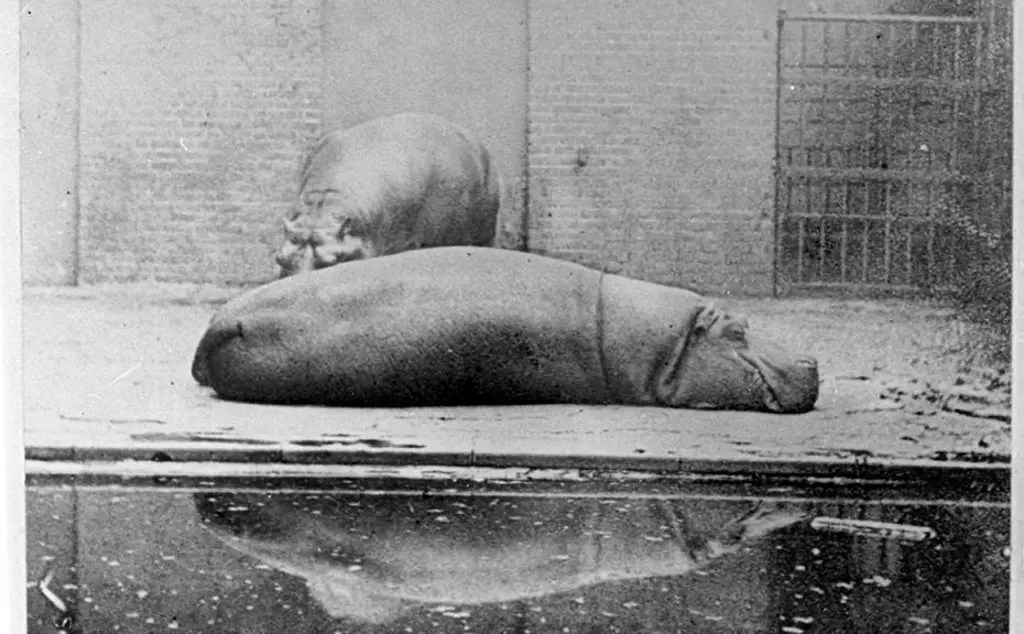 Obaysch, the first hippo in Europe since Roman times