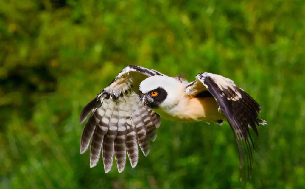 Juvenile spectacled owl flying