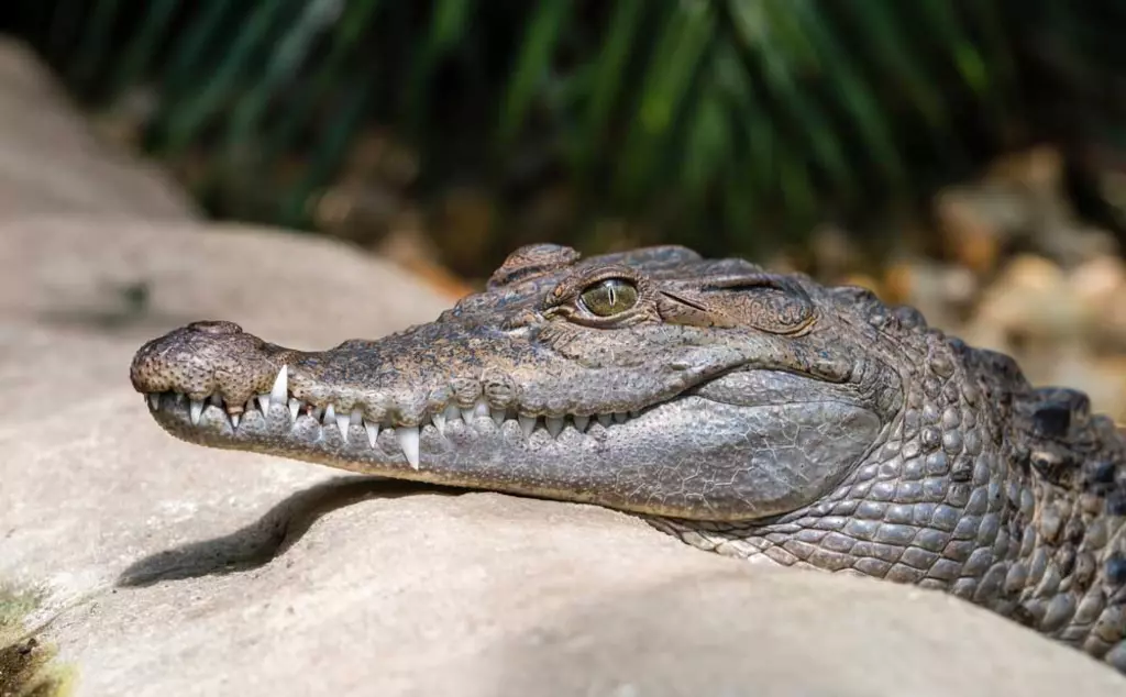 Philippine Crocodile