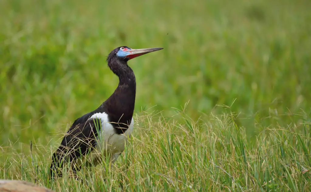 Abdim’s stork in long grass looking up