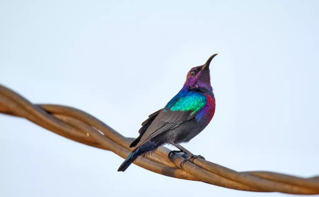 Splendid sunbird perched on a wired fence
