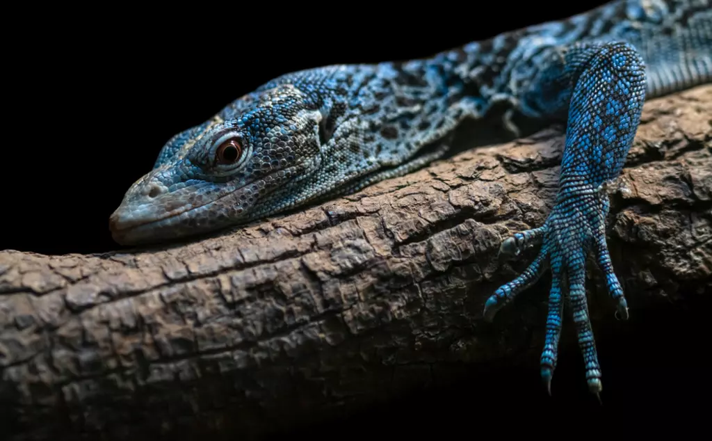 Blue tree monitor on a branch