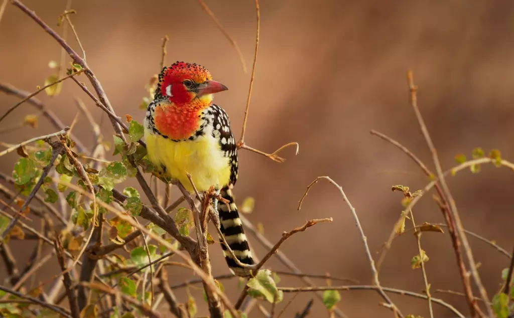Red and yellow barbet in a bush