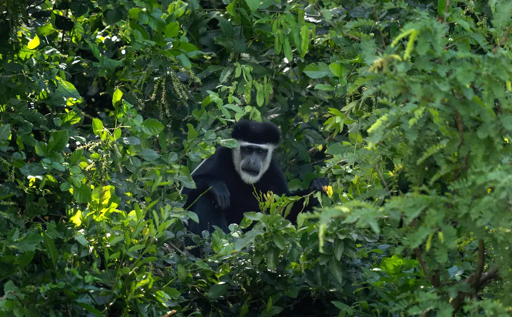 Colobus monkey surrounded by leaves of a tree