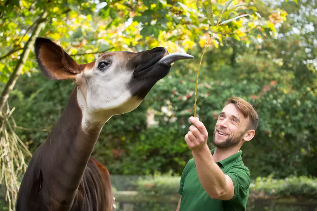 female okapi with keeper at London Zoo