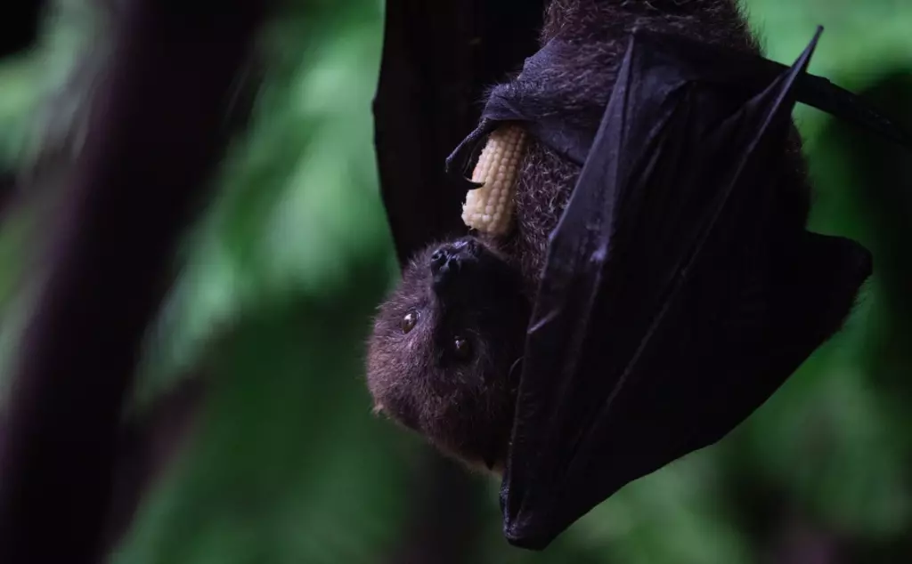 Rodrigues Fruit Bat hanging upside down eating sweetcorn at London Zoo