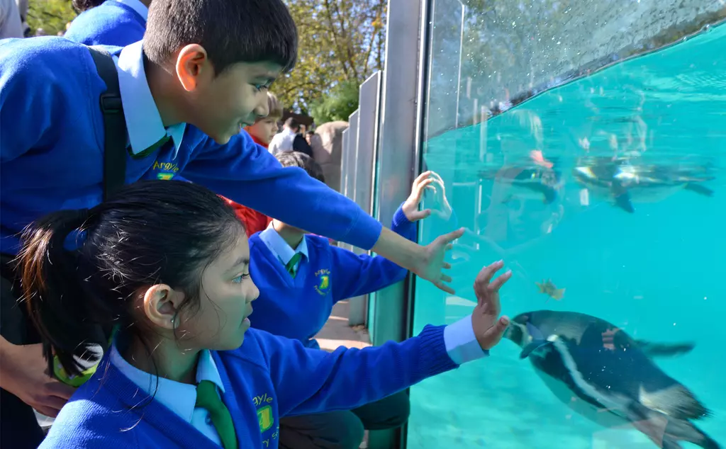 school children engaging with penguins at London Zoo