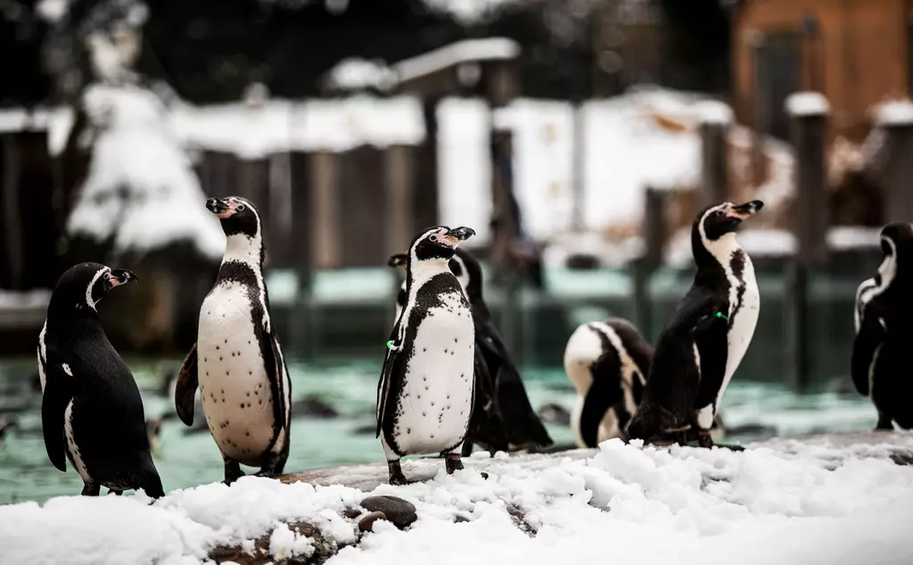 A group of Humboldt penguins on Penguin Beach in the snow