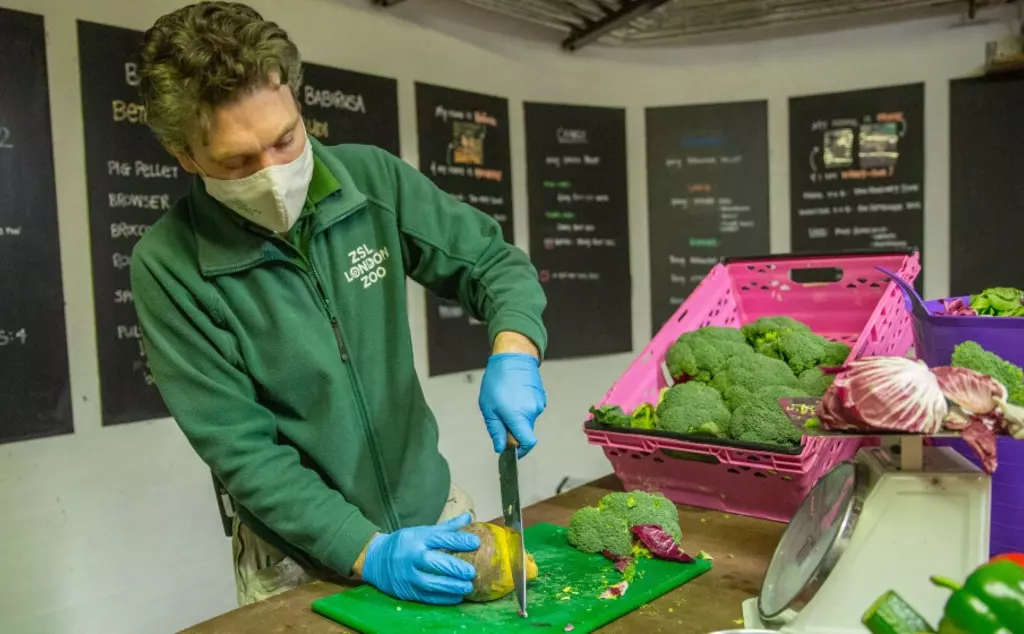 Zookeeper prepares breakfast for the gorillas at London Zoo 