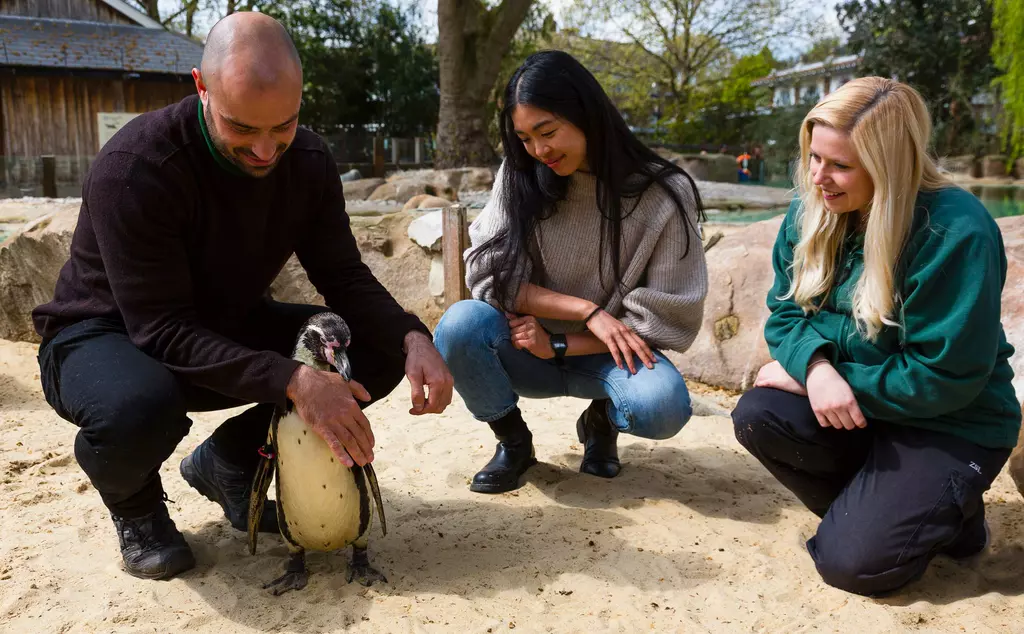 Meet the penguin experience, stroking a penguin at London Zoo Penguin beach.
